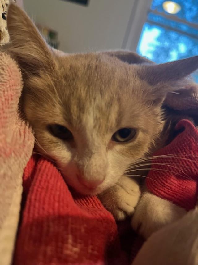 Houdini, a Adoptable Domestic Short Hair in Johnsburg, IL image 2/5