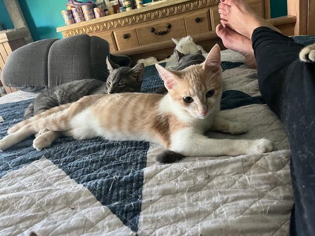 Houdini, a Adoptable Domestic Short Hair in Johnsburg, IL image 5/5