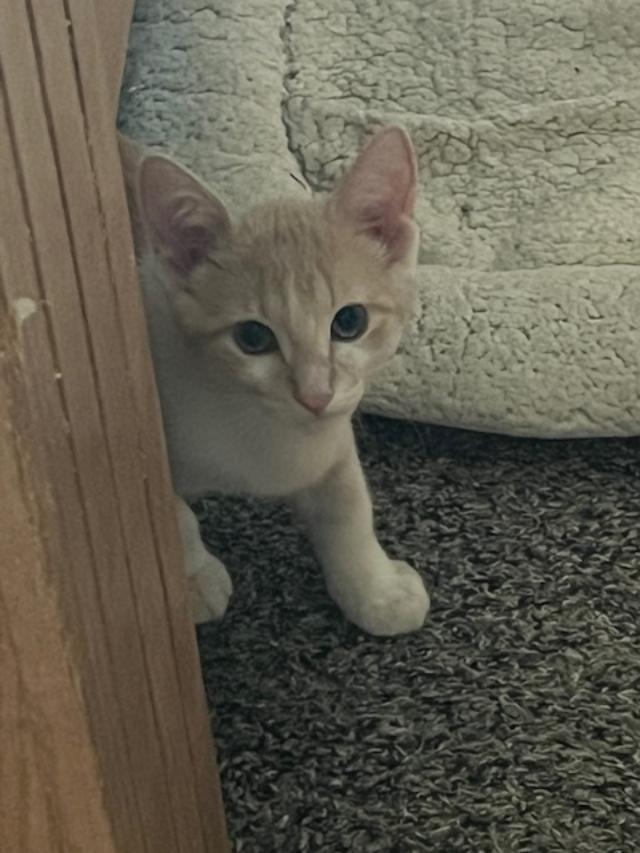 Houdini, a Adoptable Domestic Short Hair in Johnsburg, IL image 4/5