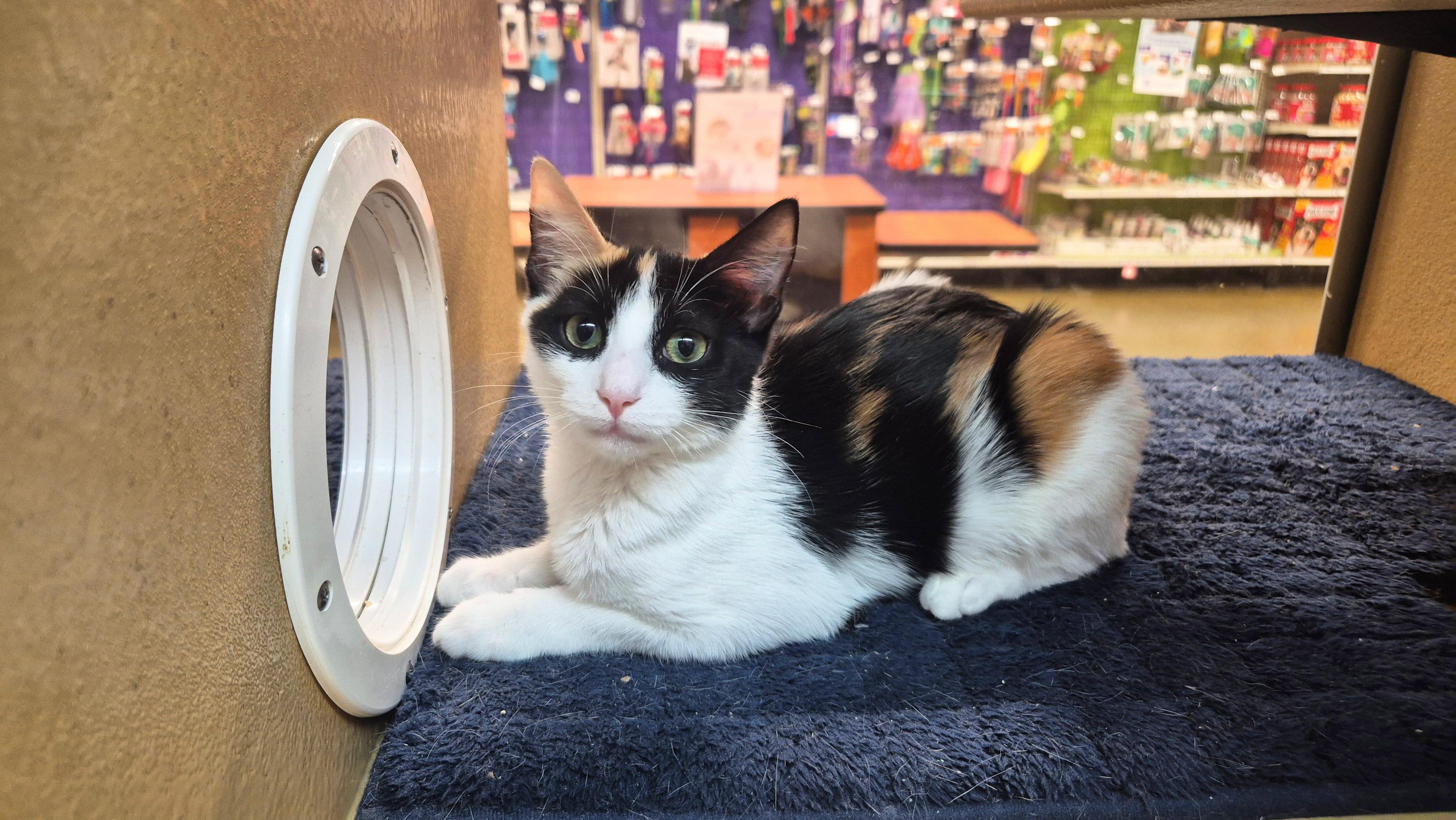 Mezzo, a ADOPTABLE Domestic Short Hair in Apex, NC image 5/6