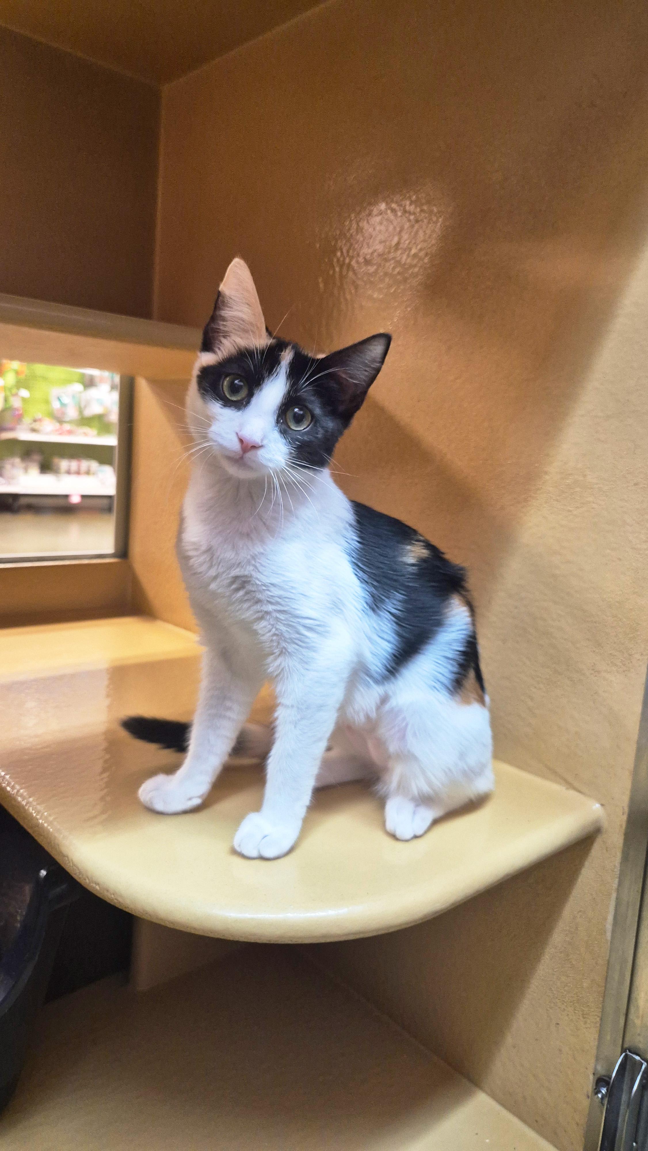 Mezzo, a ADOPTABLE Domestic Short Hair in Apex, NC image 6/6