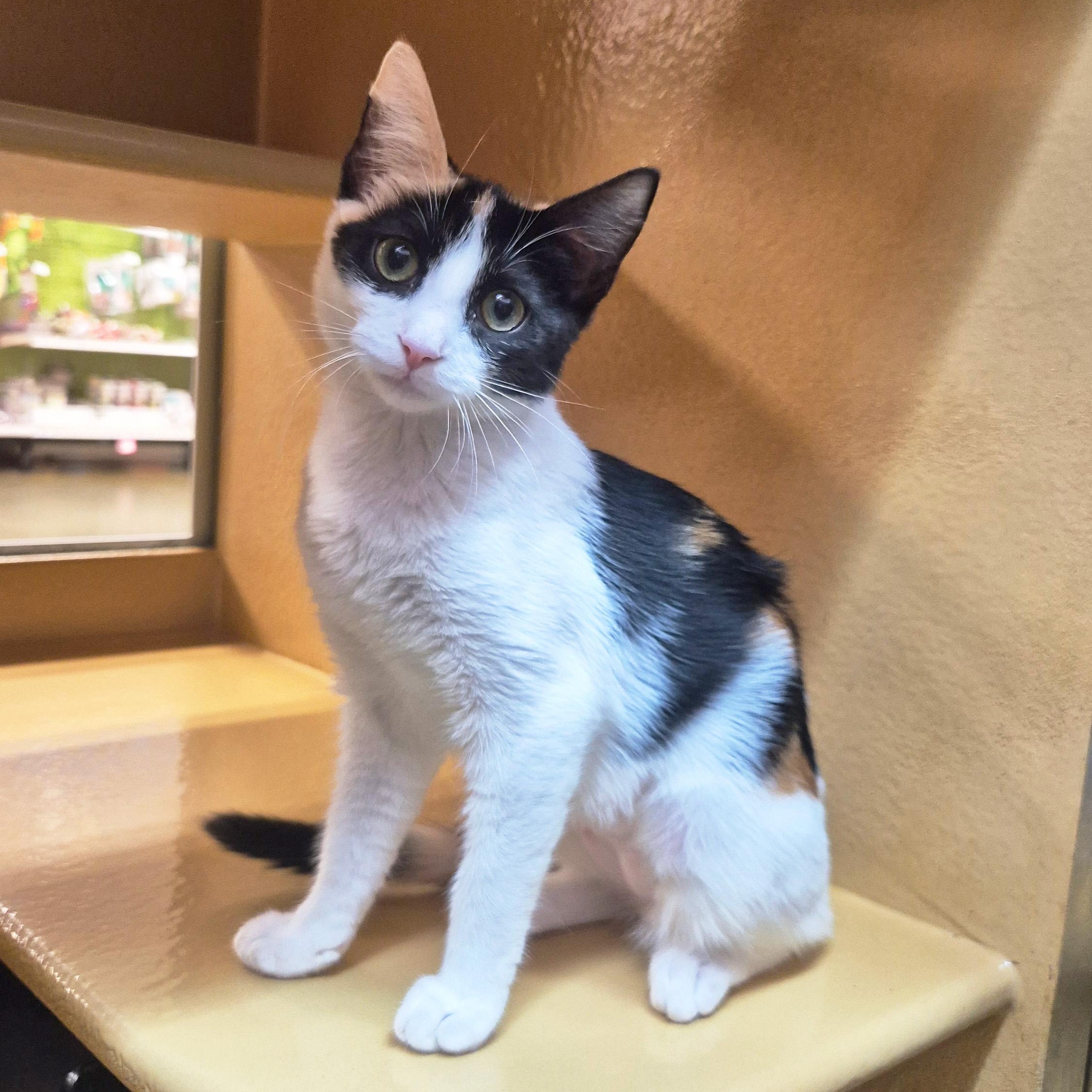 Enlarge Mezzo, a Adoptable Domestic Short Hair in Apex, NC image 5/6