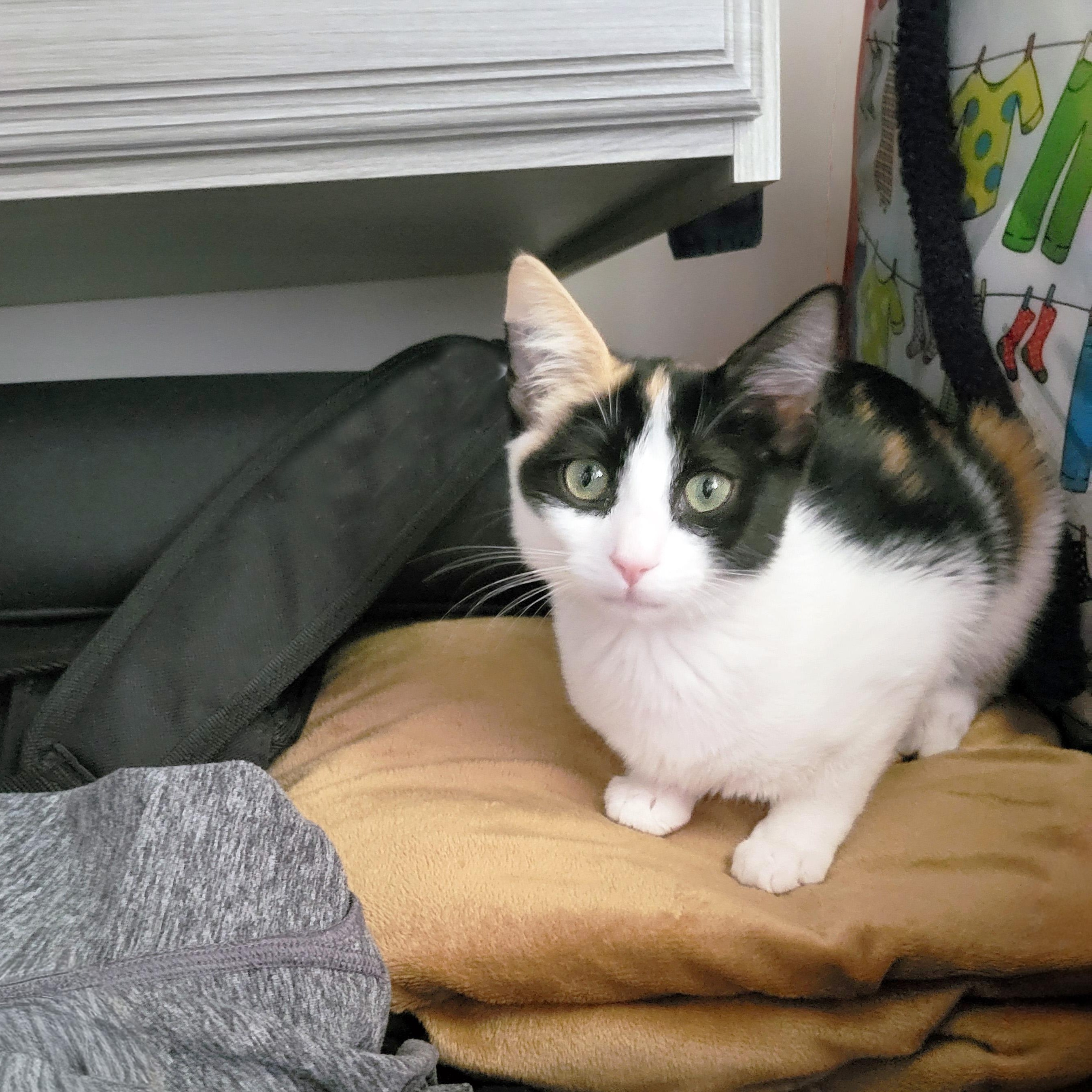 Enlarge Mezzo, a Adoptable Domestic Short Hair in Apex, NC image 6/6
