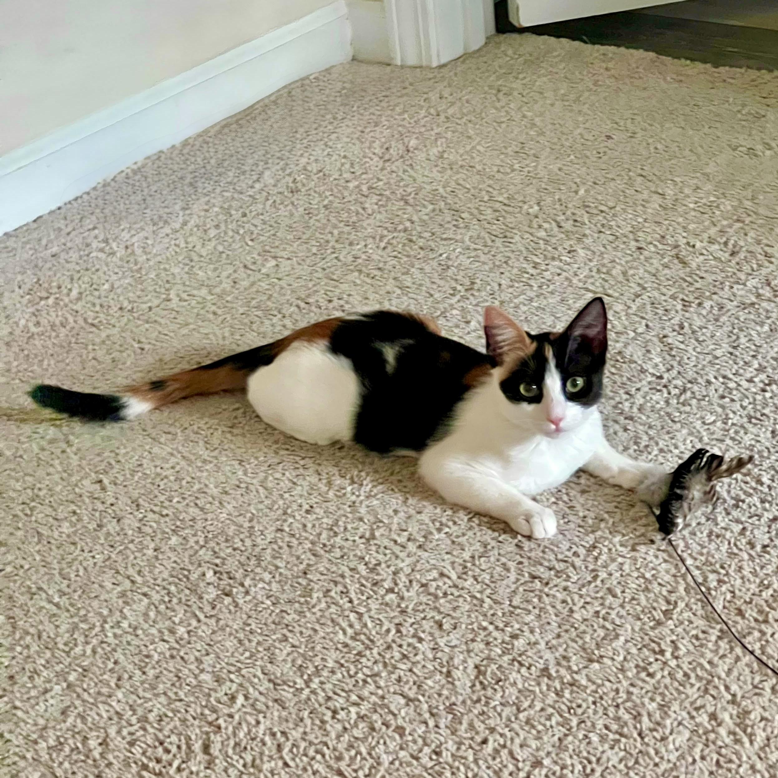 Mezzo, a ADOPTABLE Domestic Short Hair in Apex, NC image 2/6