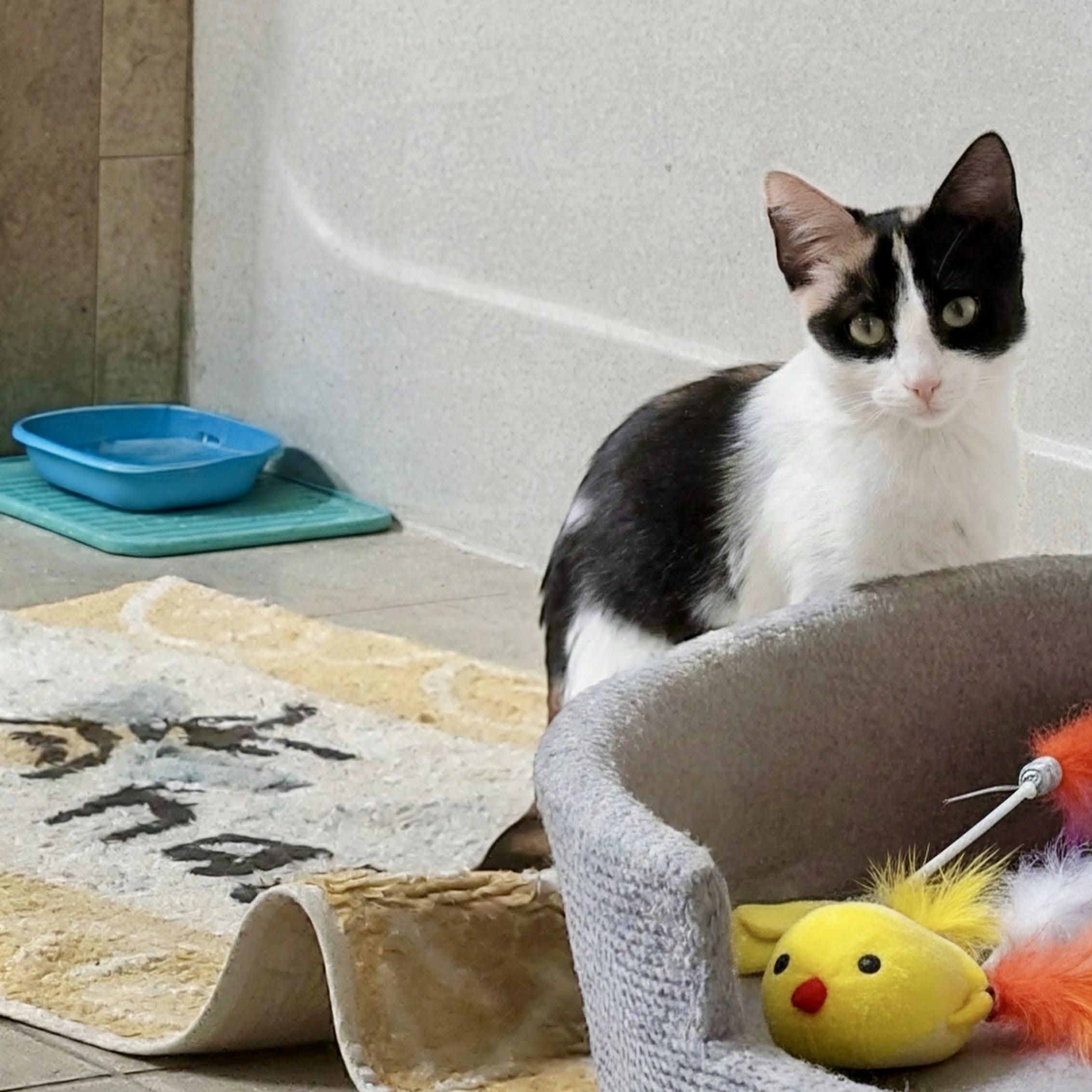 Mezzo, a ADOPTABLE Domestic Short Hair in Apex, NC image 3/3