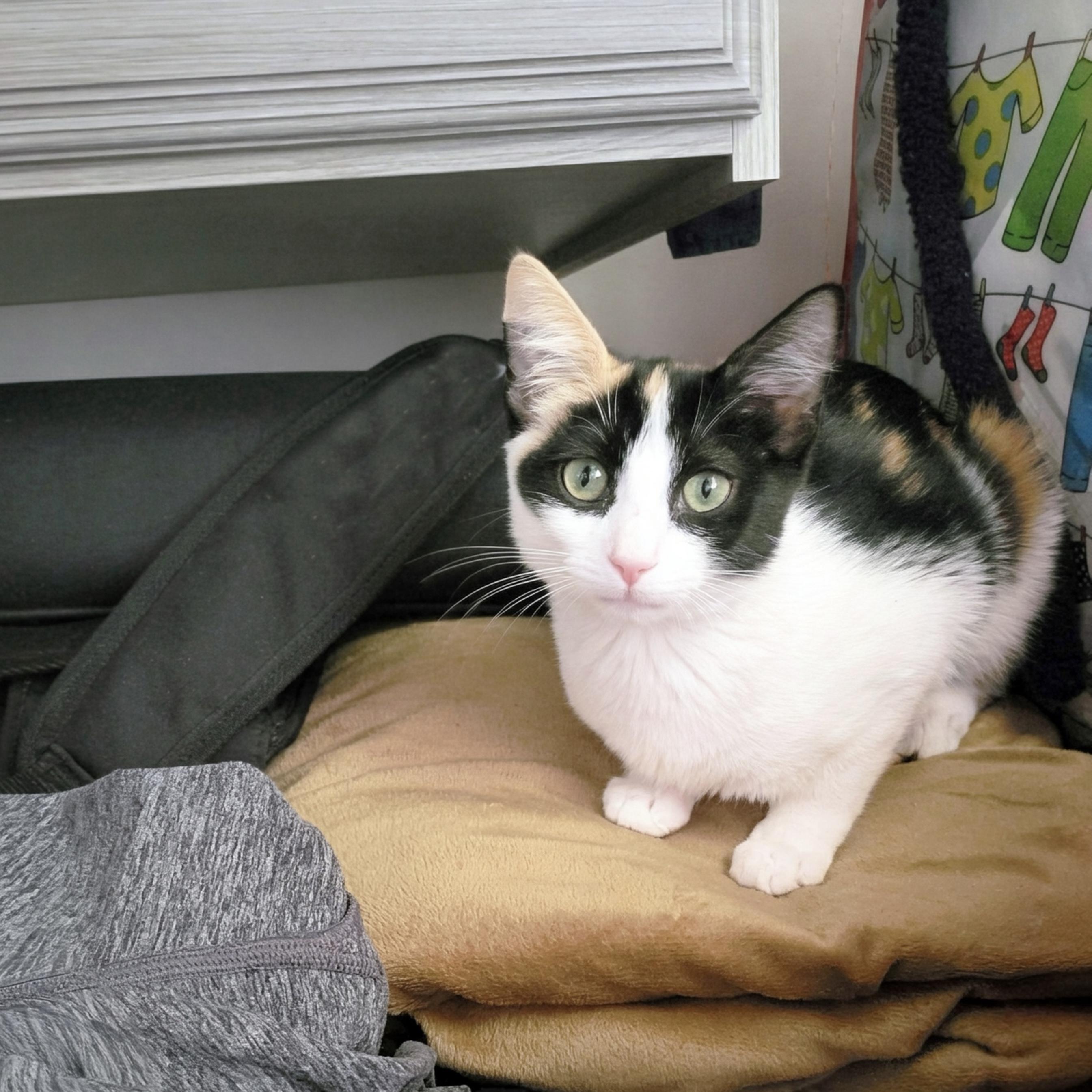 Mezzo, ADOPTABLE, Kitten Female Domestic Short Hair.