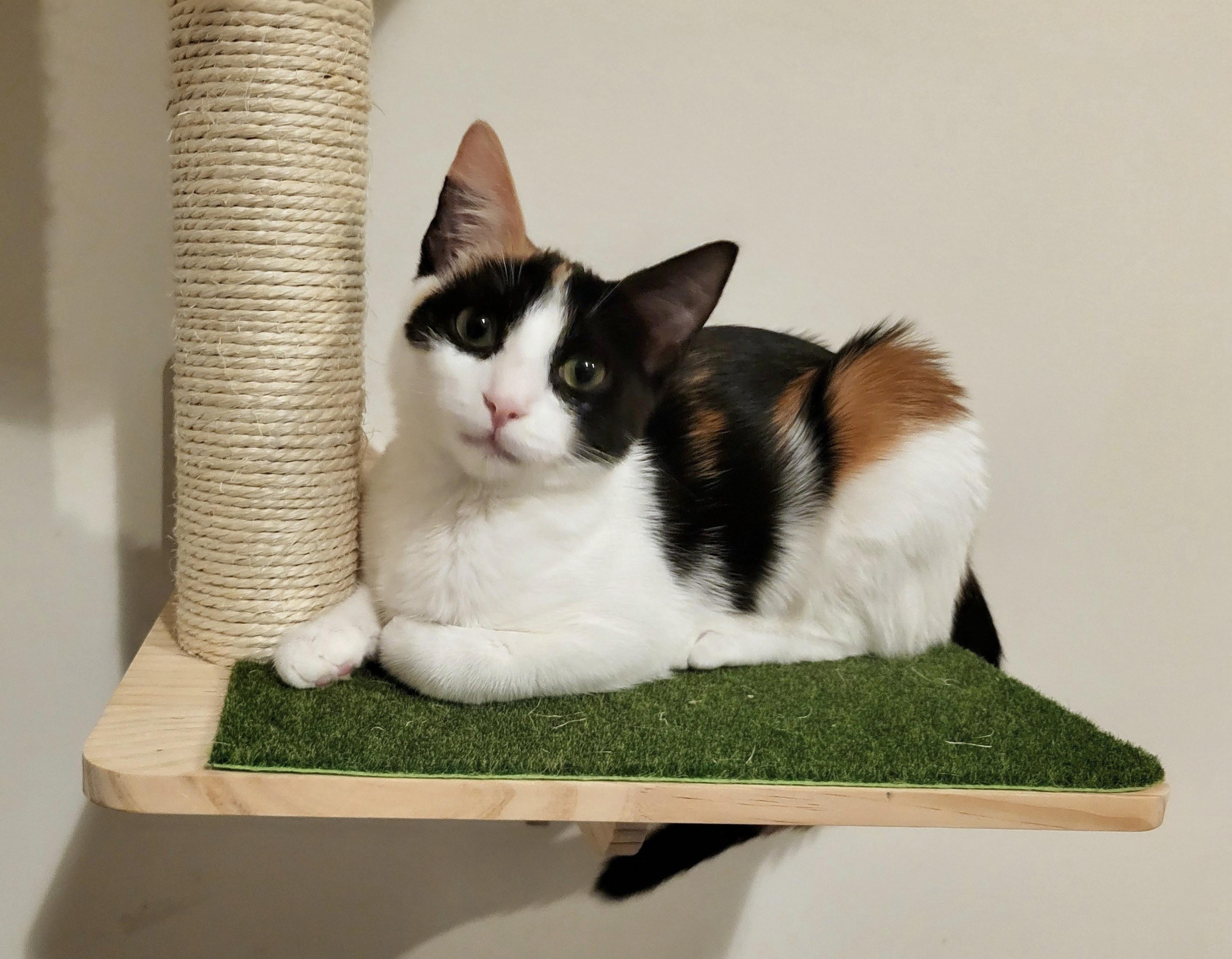 Mezzo, ADOPTABLE, Kitten Female Domestic Short Hair.