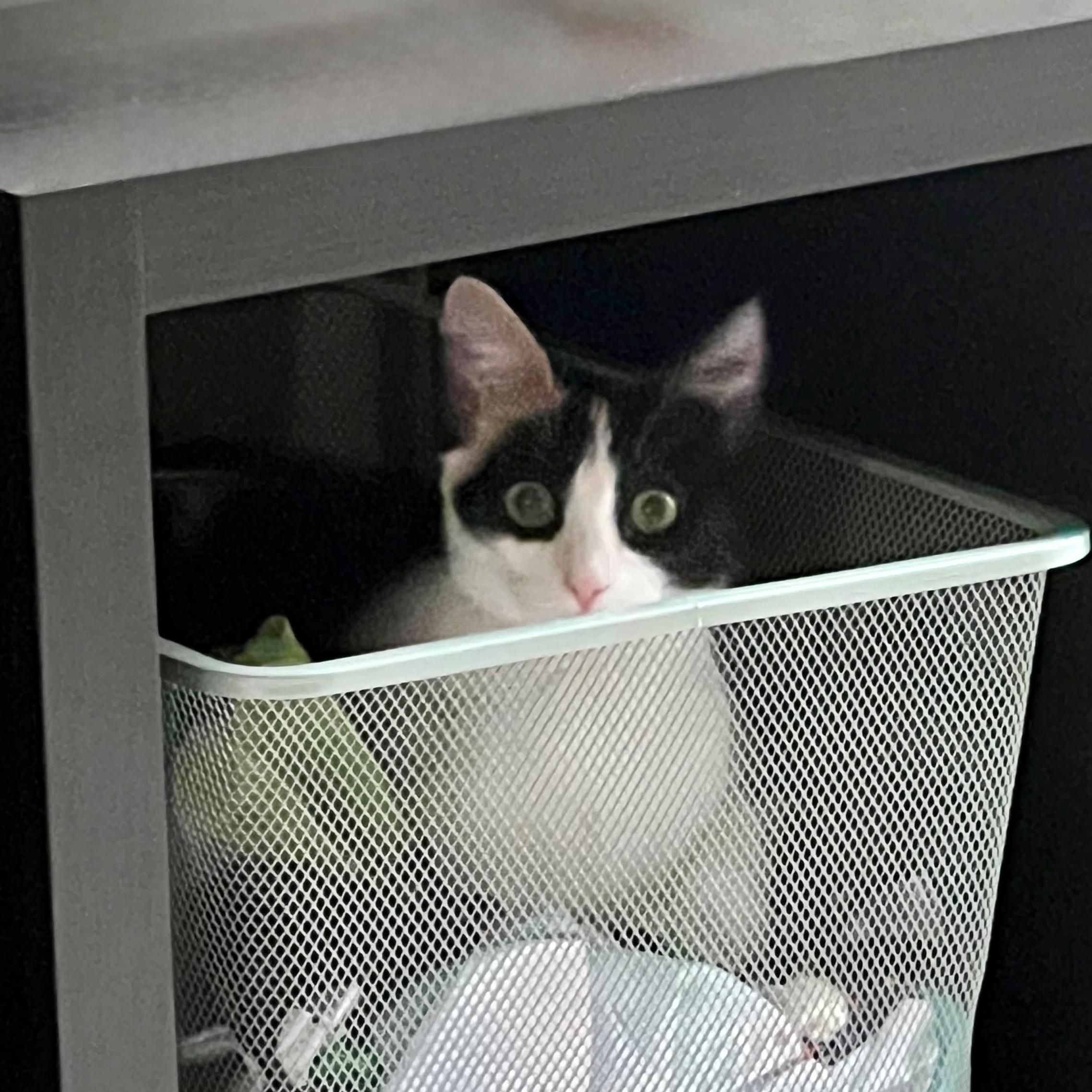 Mezzo, a ADOPTABLE Domestic Short Hair in Apex, NC image 4/6