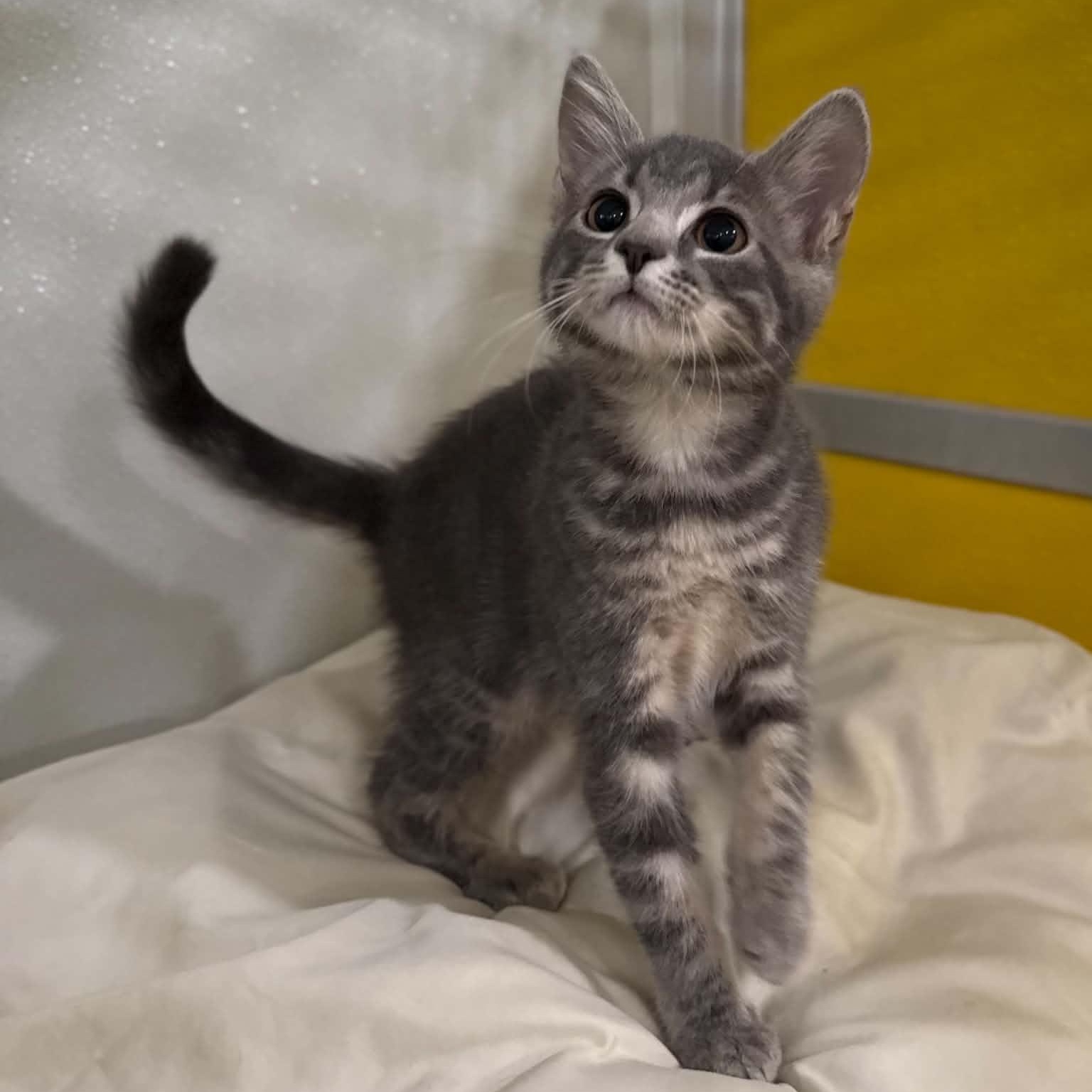 Enlarge Farfalle, a Adoptable mixed breed in Penn Yan, NY image 2/6