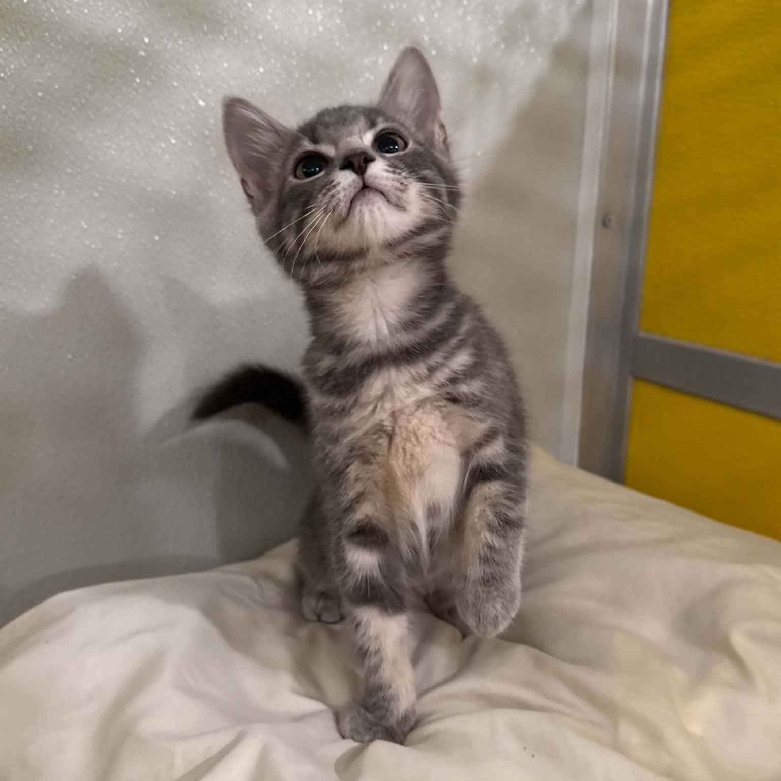 Enlarge Farfalle, a Adoptable mixed breed in Penn Yan, NY image 3/6