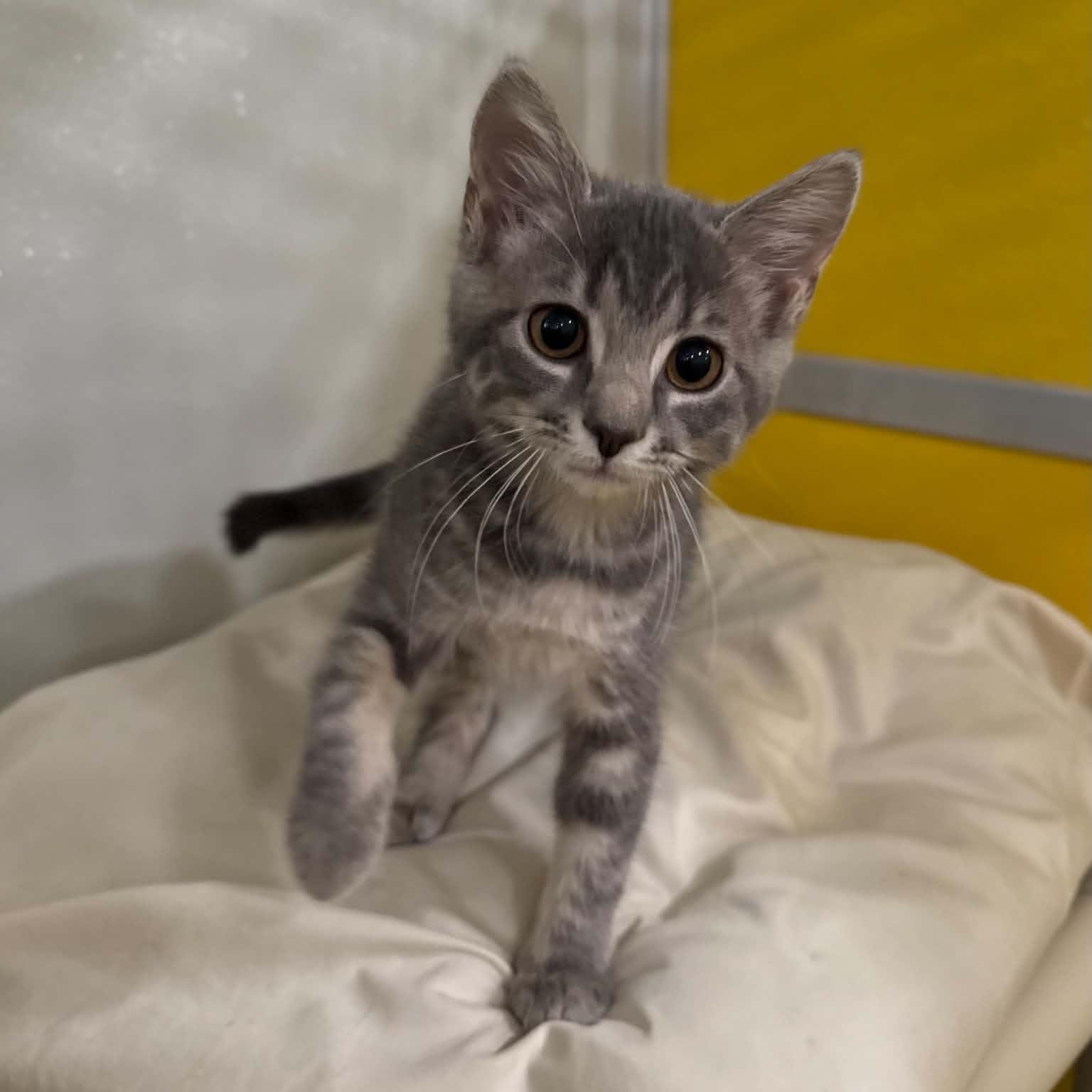 Enlarge Farfalle, a Adoptable mixed breed in Penn Yan, NY image 4/6