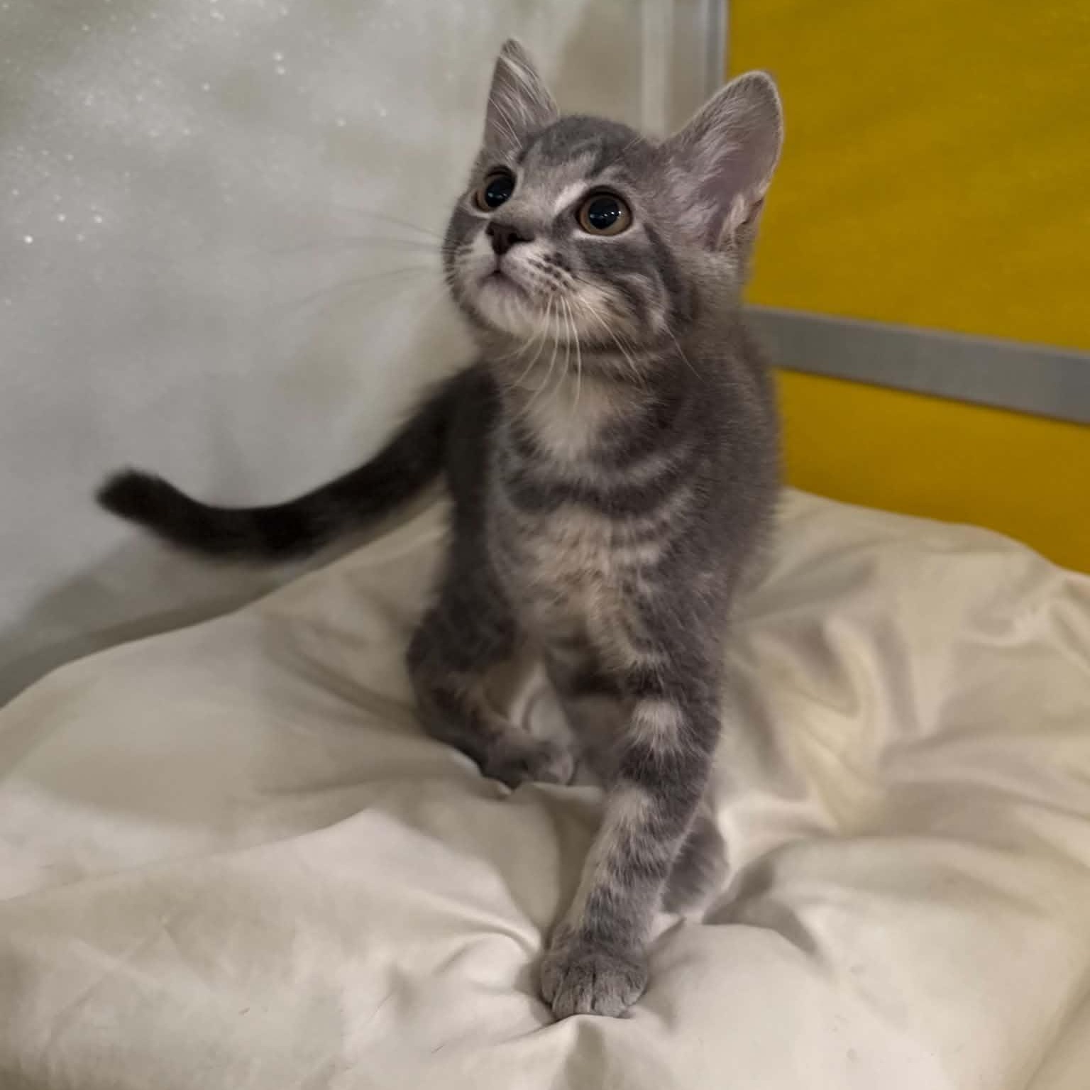 Enlarge Farfalle, a Adoptable mixed breed in Penn Yan, NY image 5/6