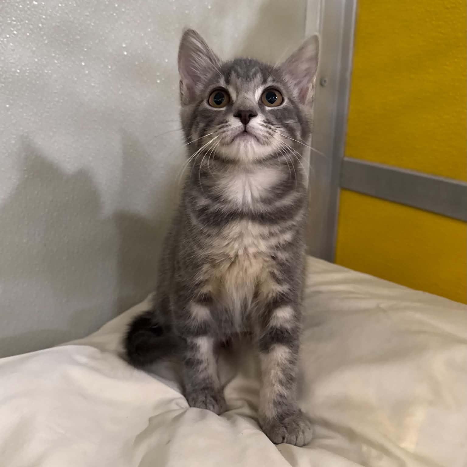 Farfalle, Adoptable, Kitten Female Domestic Short Hair.