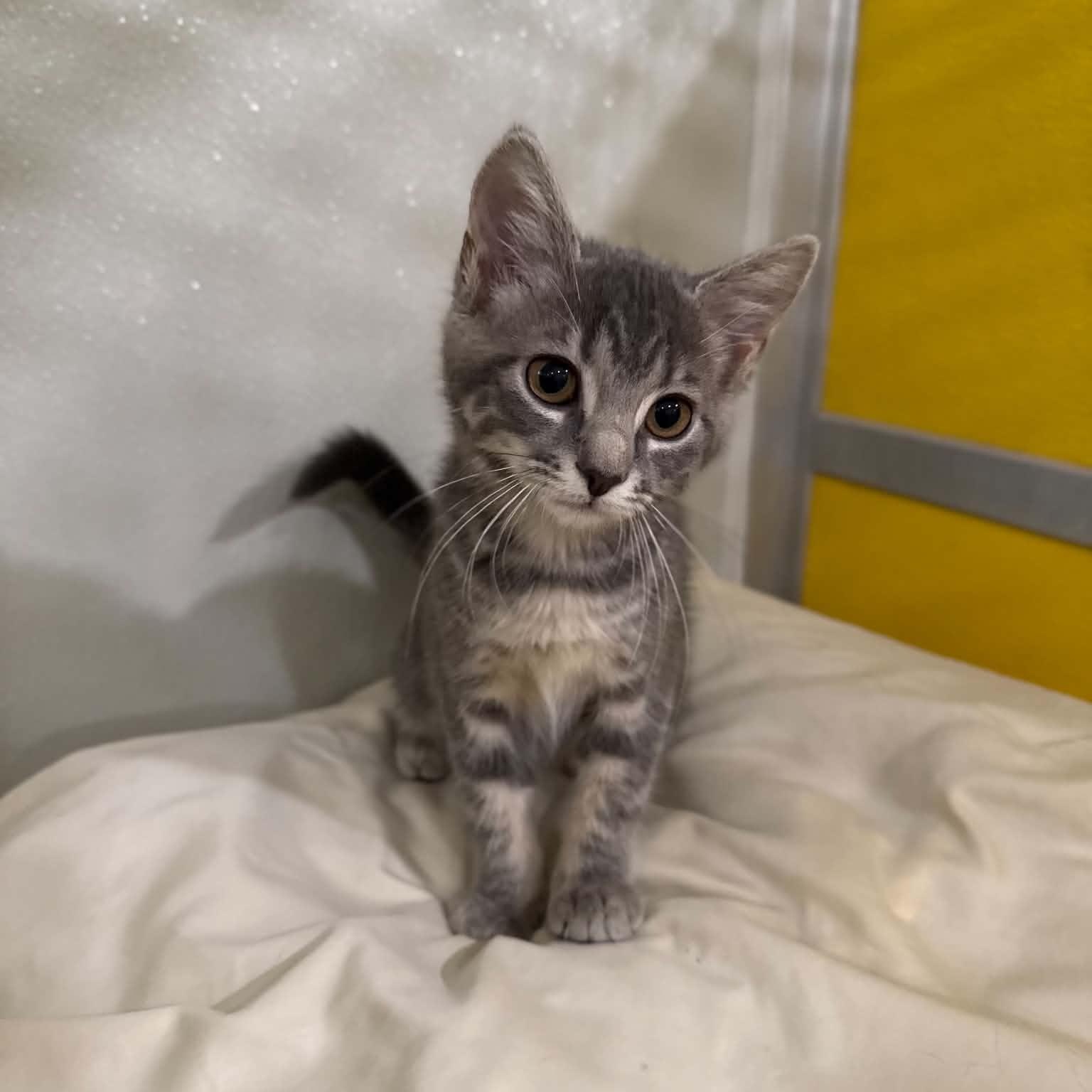 Enlarge Farfalle, a Adoptable mixed breed in Penn Yan, NY image 6/6