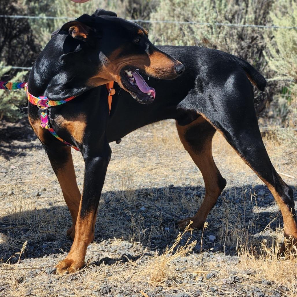 Arlo, a Adoptable Doberman Pinscher in Reno, NV image 1/4