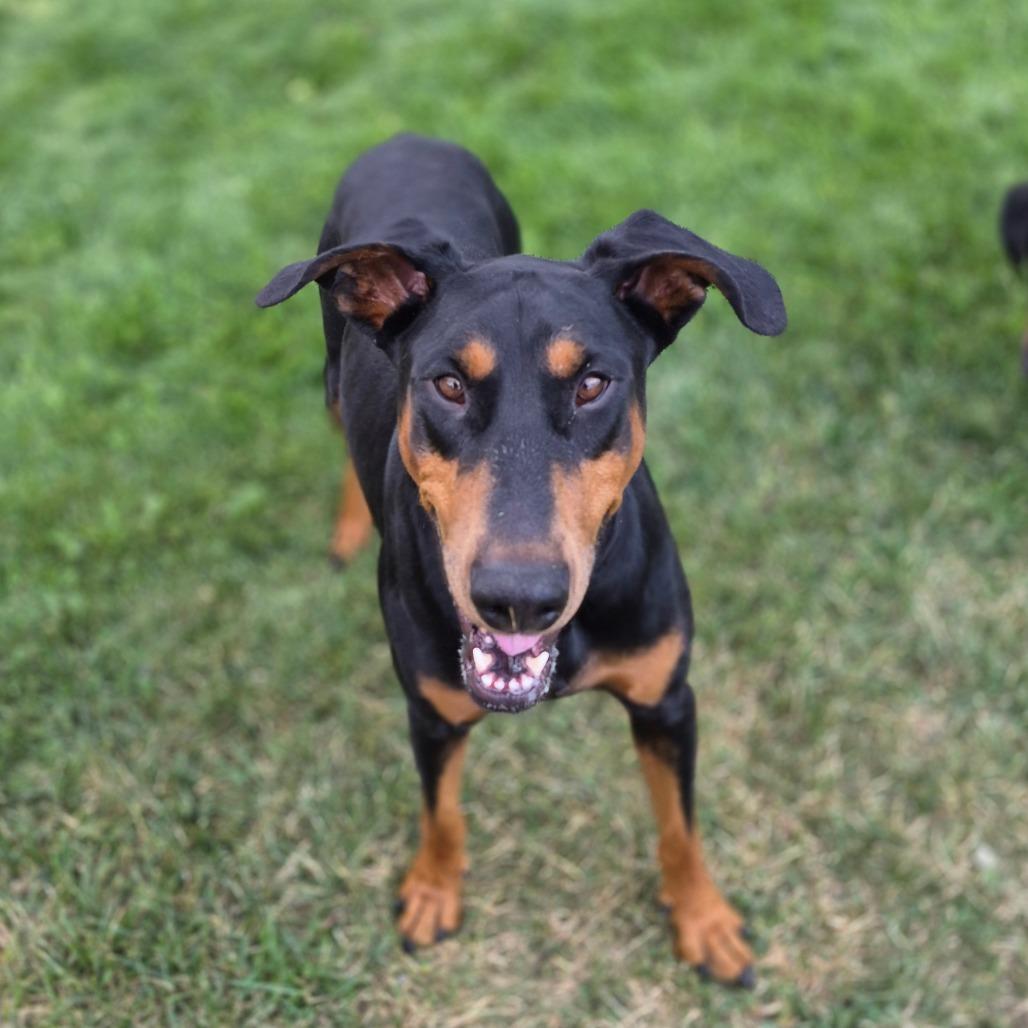 Arlo, a Adoptable Doberman Pinscher in Reno, NV image 2/4