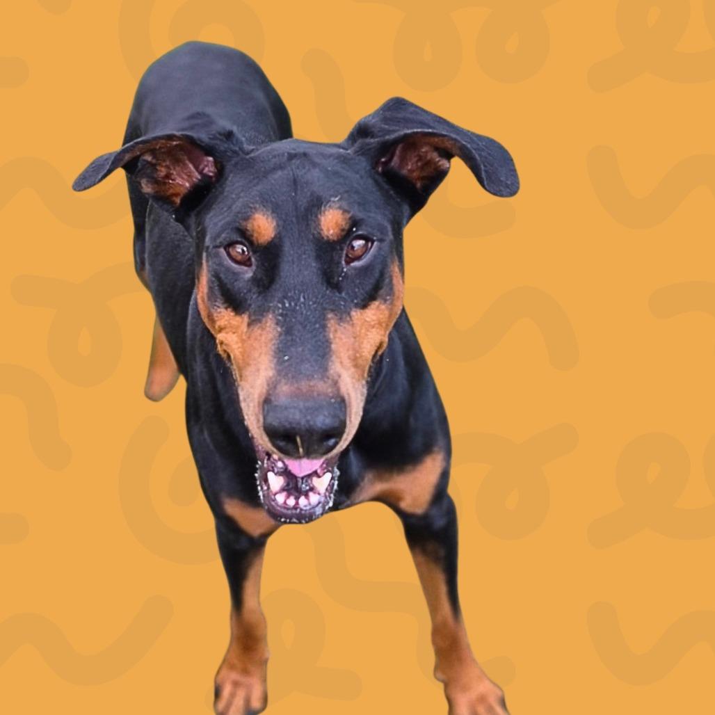 Arlo, a Adoptable Doberman Pinscher in Reno, NV image 3/4