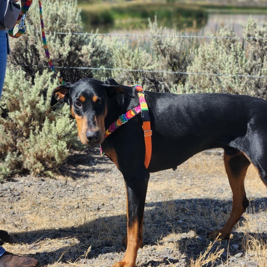 Arlo, a Adoptable Doberman Pinscher in Reno, NV image 4/4