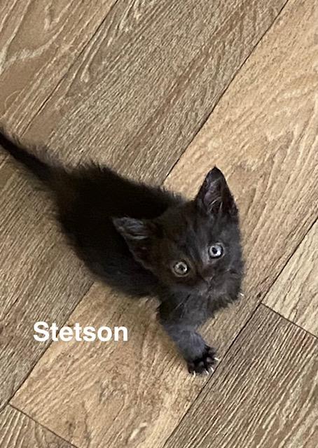 Enlarge Stetson, a ADOPTABLE Domestic Short Hair in Gardnerville, NV image 1/3