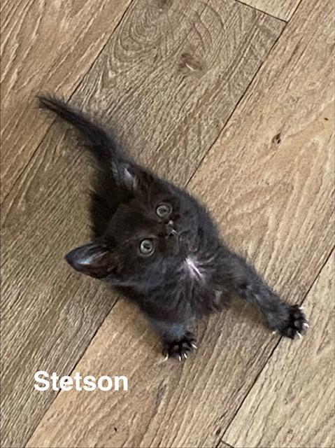 Enlarge Stetson, a ADOPTABLE Domestic Short Hair in Gardnerville, NV image 3/3