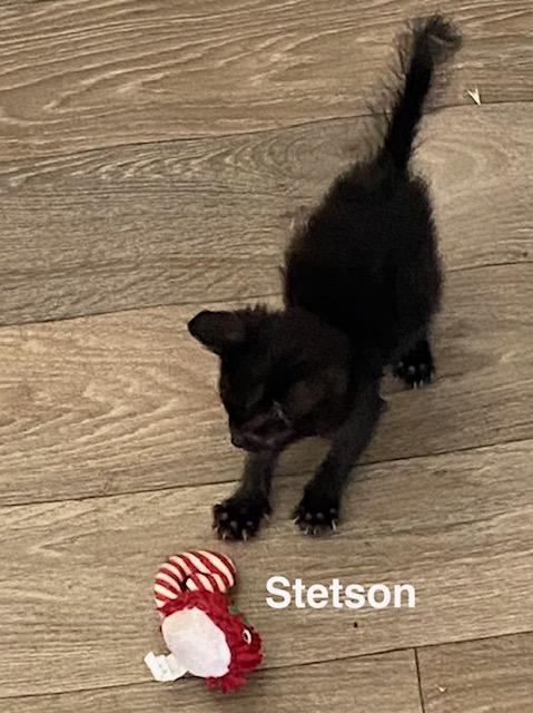 Enlarge Stetson, a ADOPTABLE Domestic Short Hair in Gardnerville, NV image 2/3