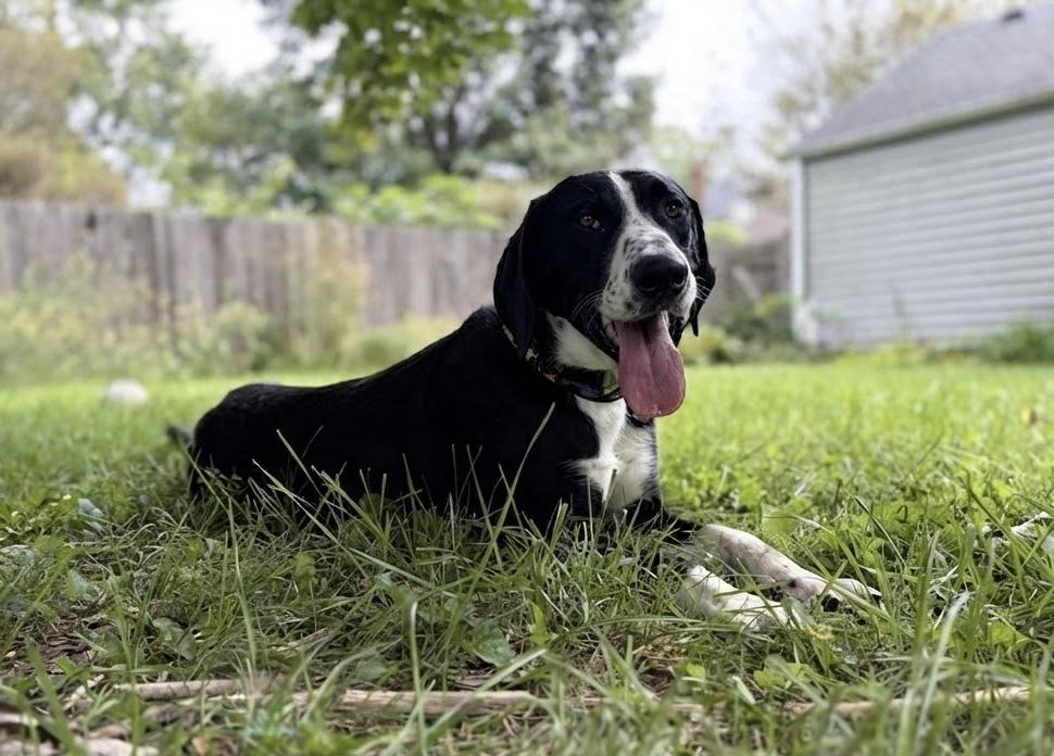 Whistle, Adoptable, Young Male Mixed Breed.