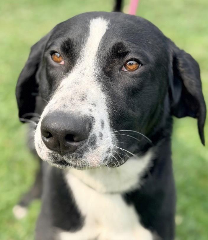 Enlarge Whistle, a Adoptable Mixed Breed in Columbus, OH image 2/6