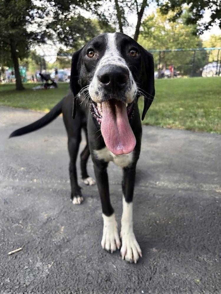 Enlarge Whistle, a Adoptable Mixed Breed in Columbus, OH image 3/6