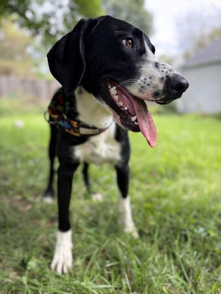 Enlarge Whistle, a Adoptable Mixed Breed in Columbus, OH image 4/6
