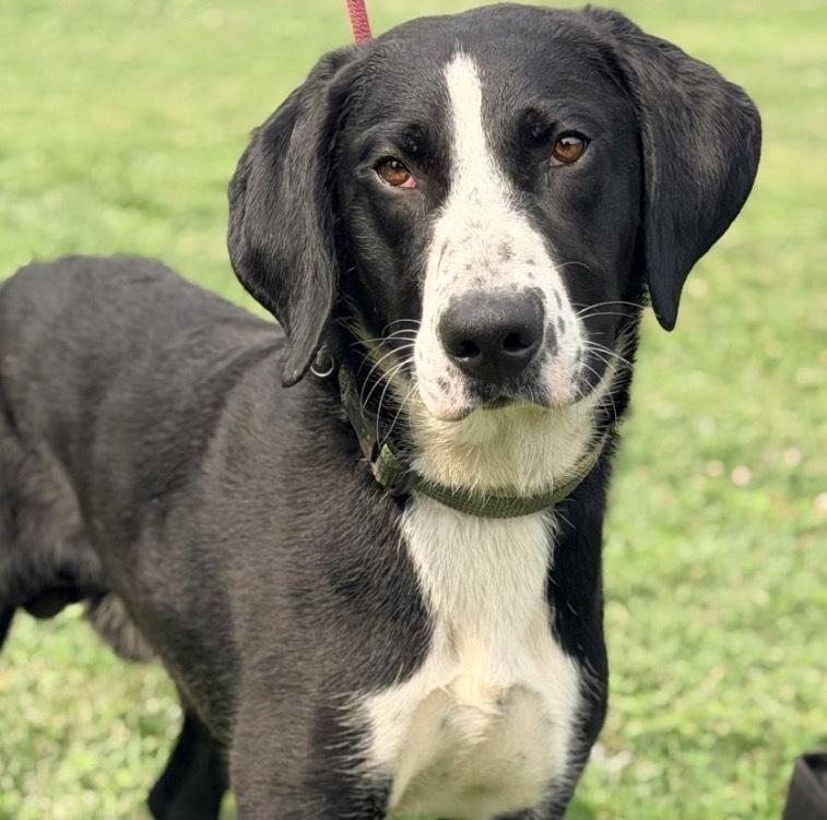 Enlarge Whistle, a Adoptable Mixed Breed in Columbus, OH image 5/6