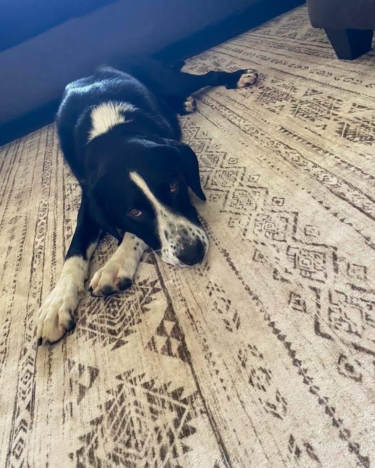 Enlarge Whistle, a Adoptable Mixed Breed in Columbus, OH image 6/6