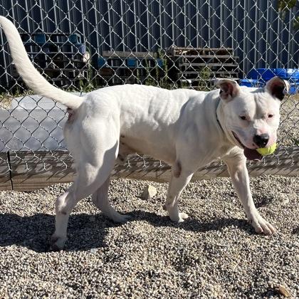 Ghost, Adoptable, Young Male Mixed Breed & Mixed Breed.