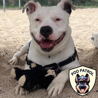 Enlarge Ghost, a Adoptable mixed breed in Janesville, WI image 1/3