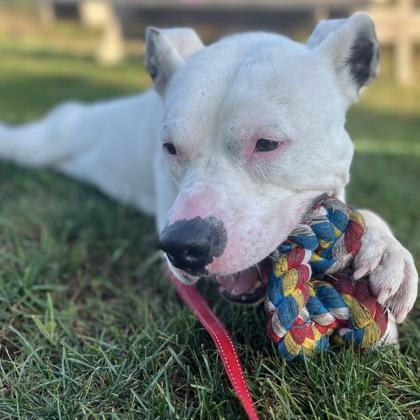 Enlarge Ghost, a Adoptable mixed breed in Janesville, WI image 2/3