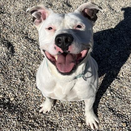 Enlarge Ghost, a Adoptable mixed breed in Janesville, WI image 3/3
