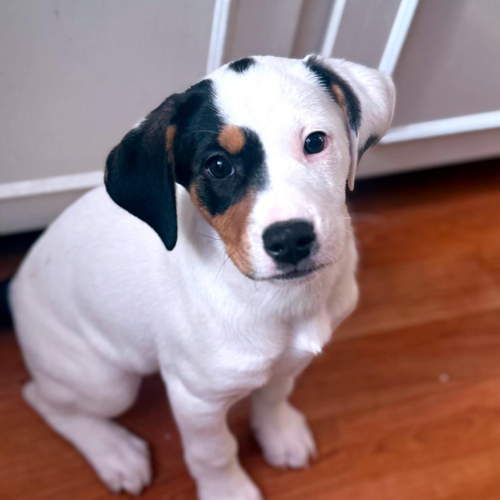 jilly, a Adoptable Hound in Summerfield, NC image 1/4