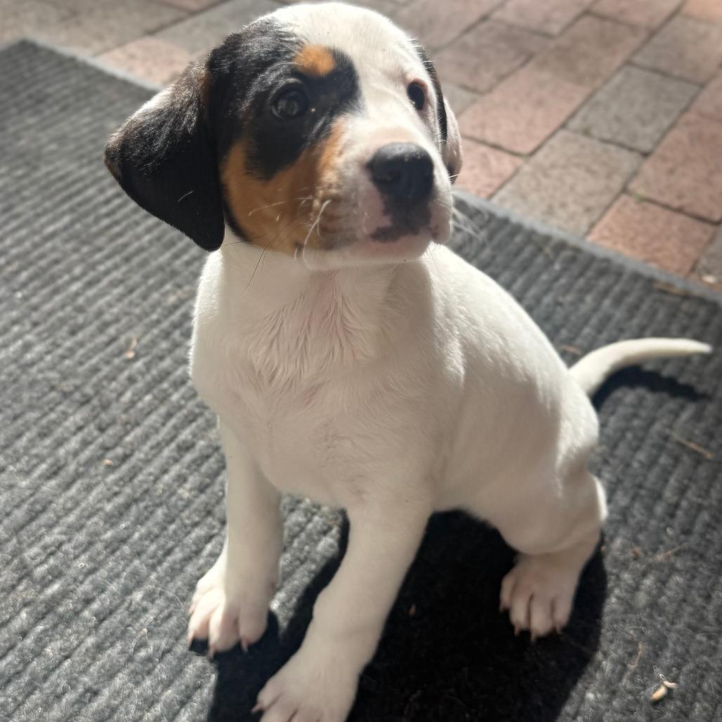jilly, a Adoptable Hound in Summerfield, NC image 2/4