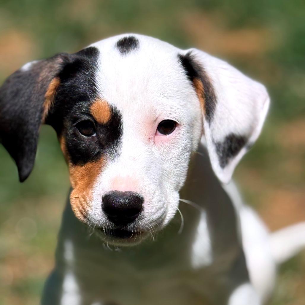 jilly, a Adoptable Hound in Summerfield, NC image 4/4