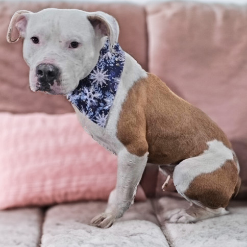 Teller J, a Adoptable Pit Bull Terrier in Somerset, KY image 4/4