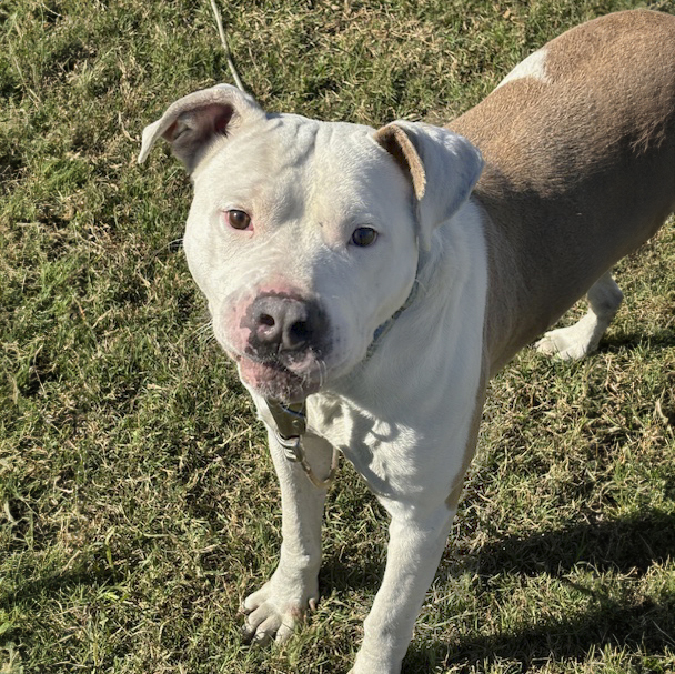 Teller J, a Adoptable Pit Bull Terrier in Somerset, KY image 1/4