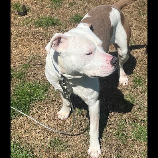 Teller J, a Adoptable Pit Bull Terrier in Somerset, KY image 3/4