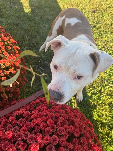 Teller J, a Adoptable Pit Bull Terrier in Somerset, KY image 2/4