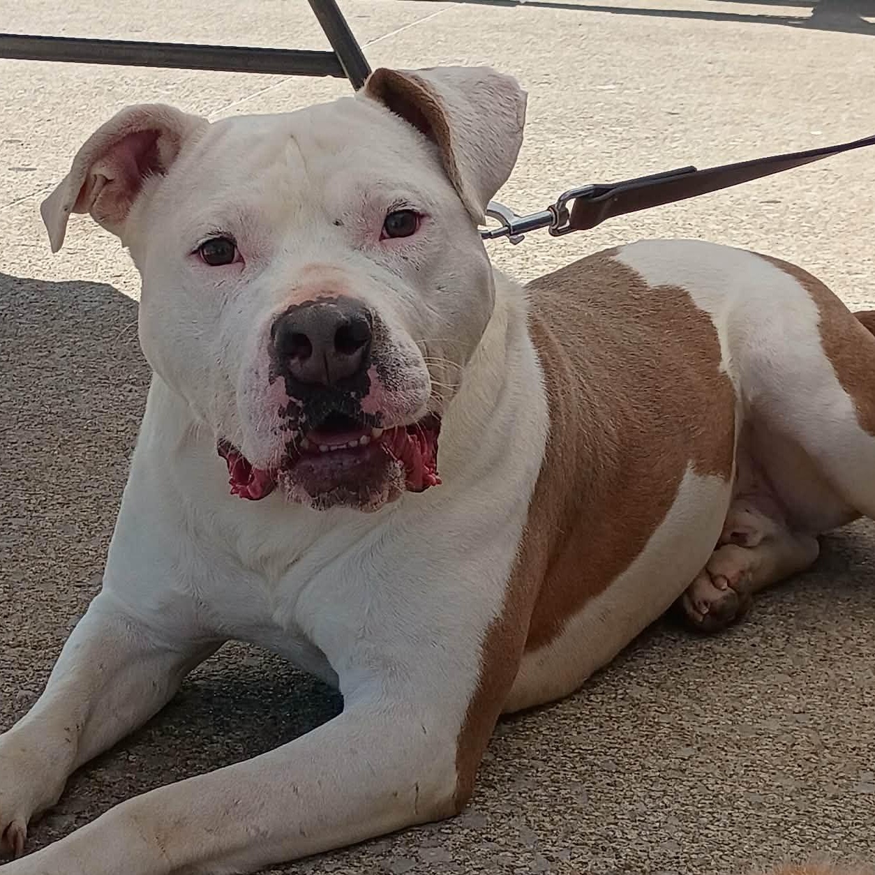 Teller J, Adoptable, Adult Male Pit Bull Terrier.