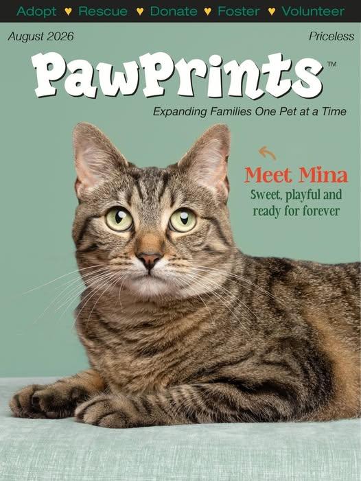 Enlarge Mina, a Adoptable Domestic Short Hair in Wilmington, NC image 1/2