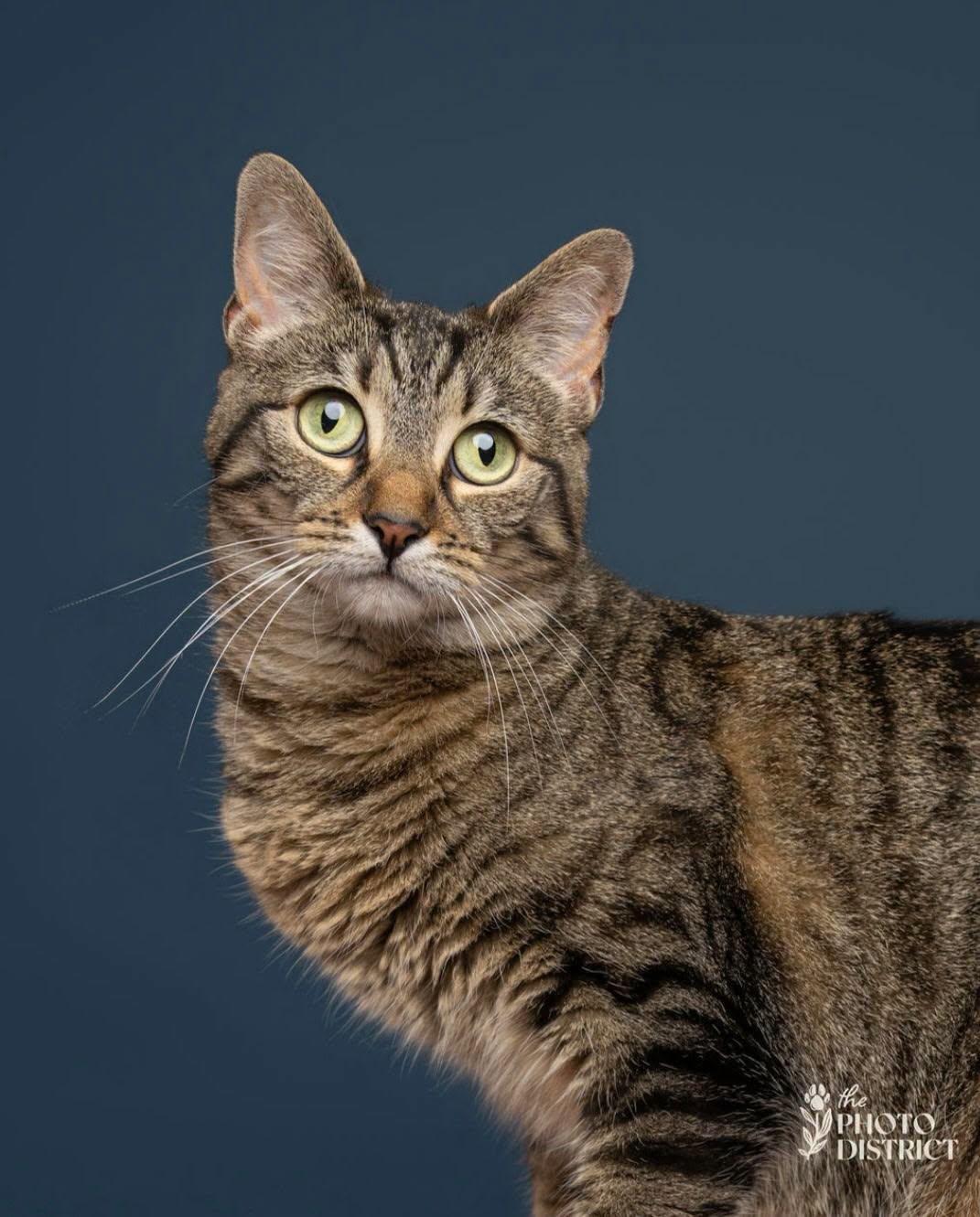 Enlarge Mina, a Adoptable Domestic Short Hair in Wilmington, NC image 2/2