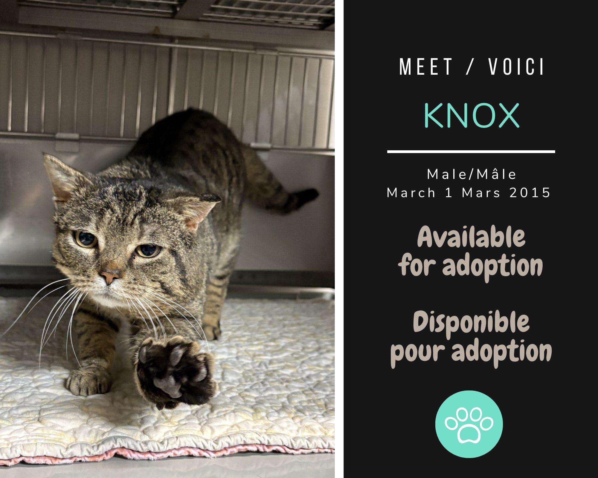 Enlarge Knox, a ADOPTABLE Domestic Short Hair in Dsl De Drummond, NB image 1/1