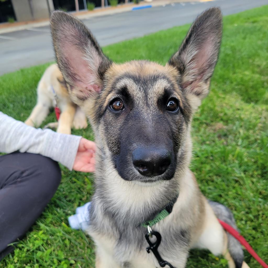 Buttercup, Adoptable, Adult Female German Shepherd Dog & Mixed Breed.