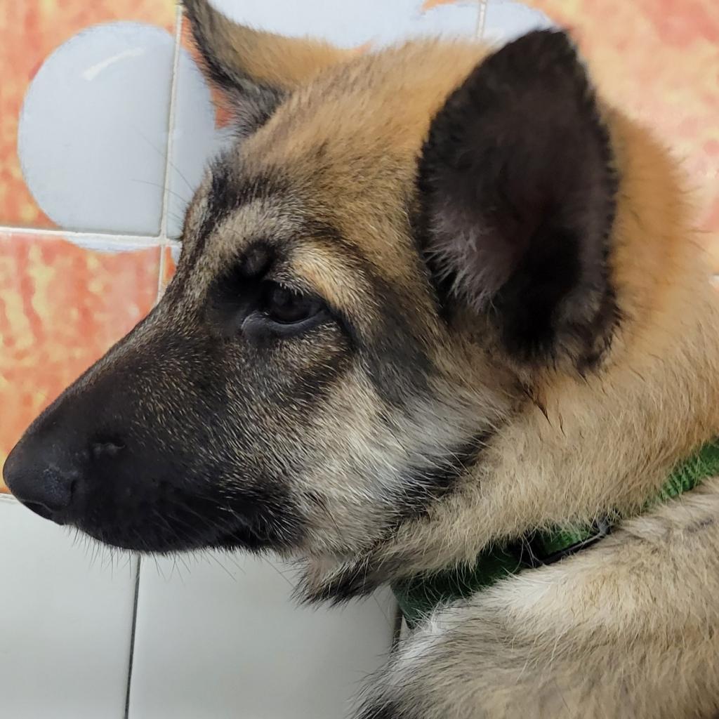 Enlarge Buttercup, a Adoptable mixed breed in San Francisco, CA image 3/5