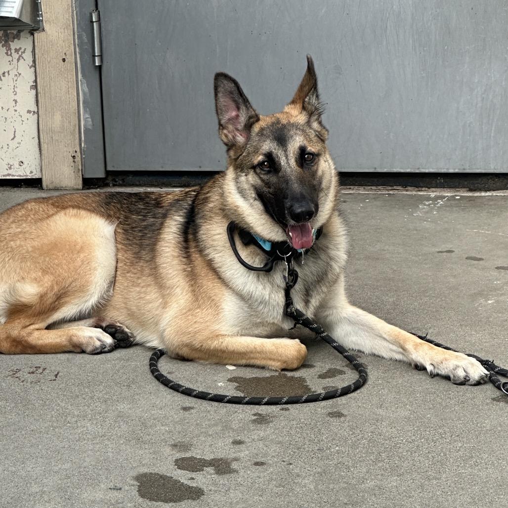 Enlarge Buttercup, a Adoptable mixed breed in San Francisco, CA image 4/5