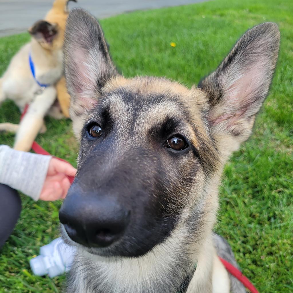 Enlarge Buttercup, a Adoptable mixed breed in San Francisco, CA image 5/5